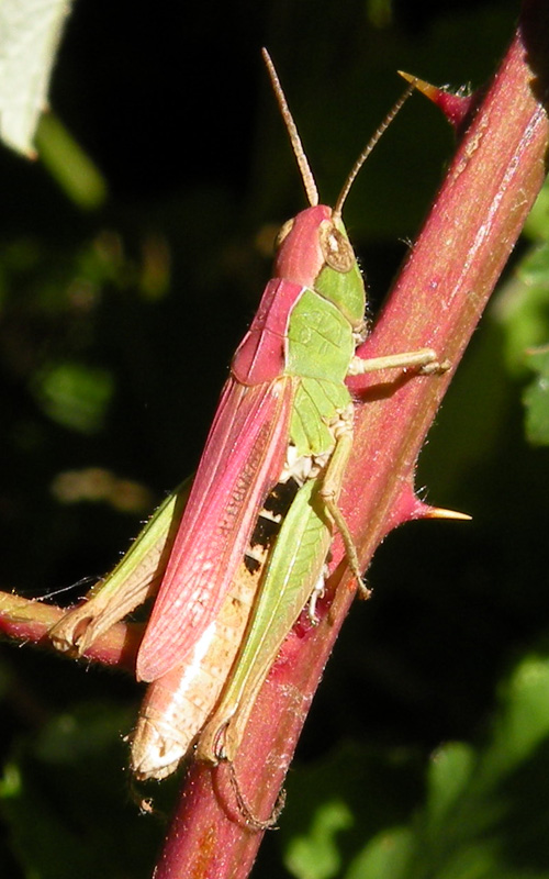 Gomphocerippus rufus (Acrididae)